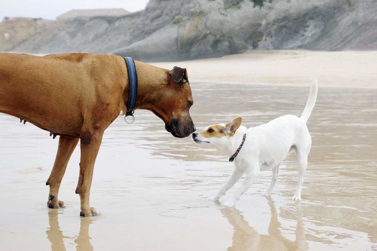 PERROS PEQUEÑOS