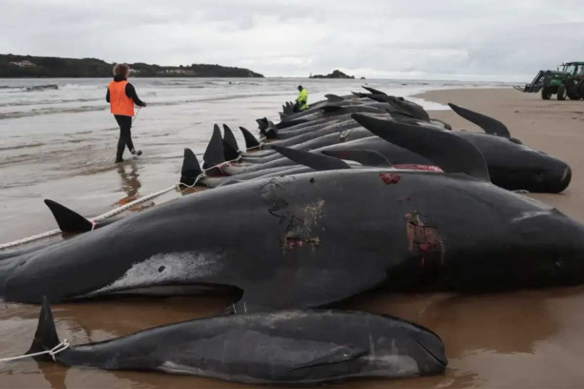 MÁS DE 30 BALLENAS