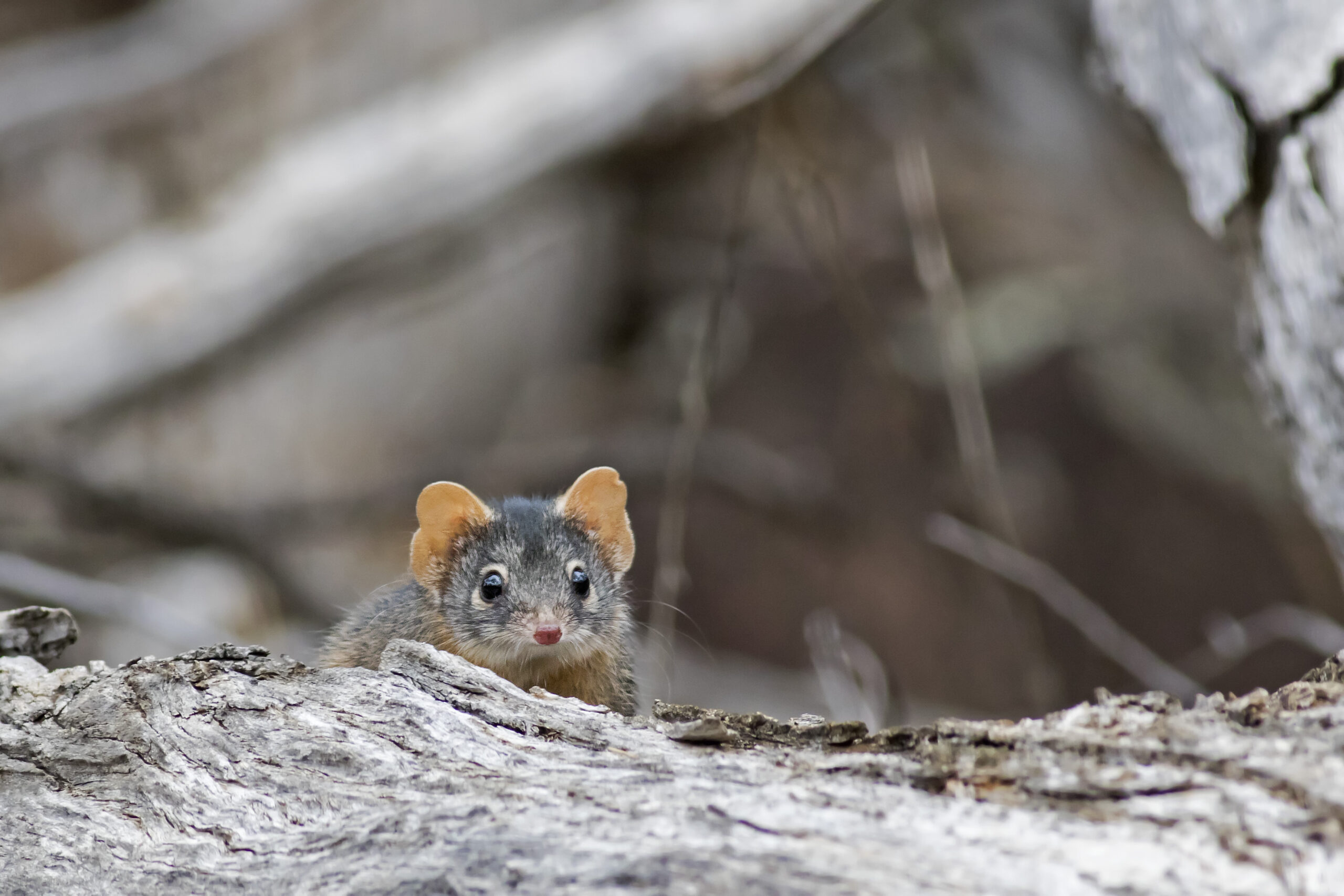 MARSUPIAL CANÍBAL