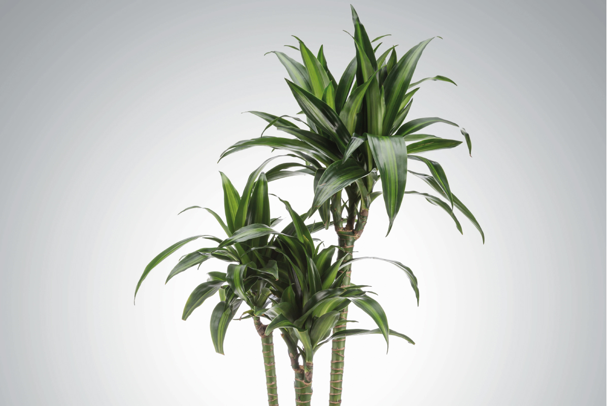 Dracaena