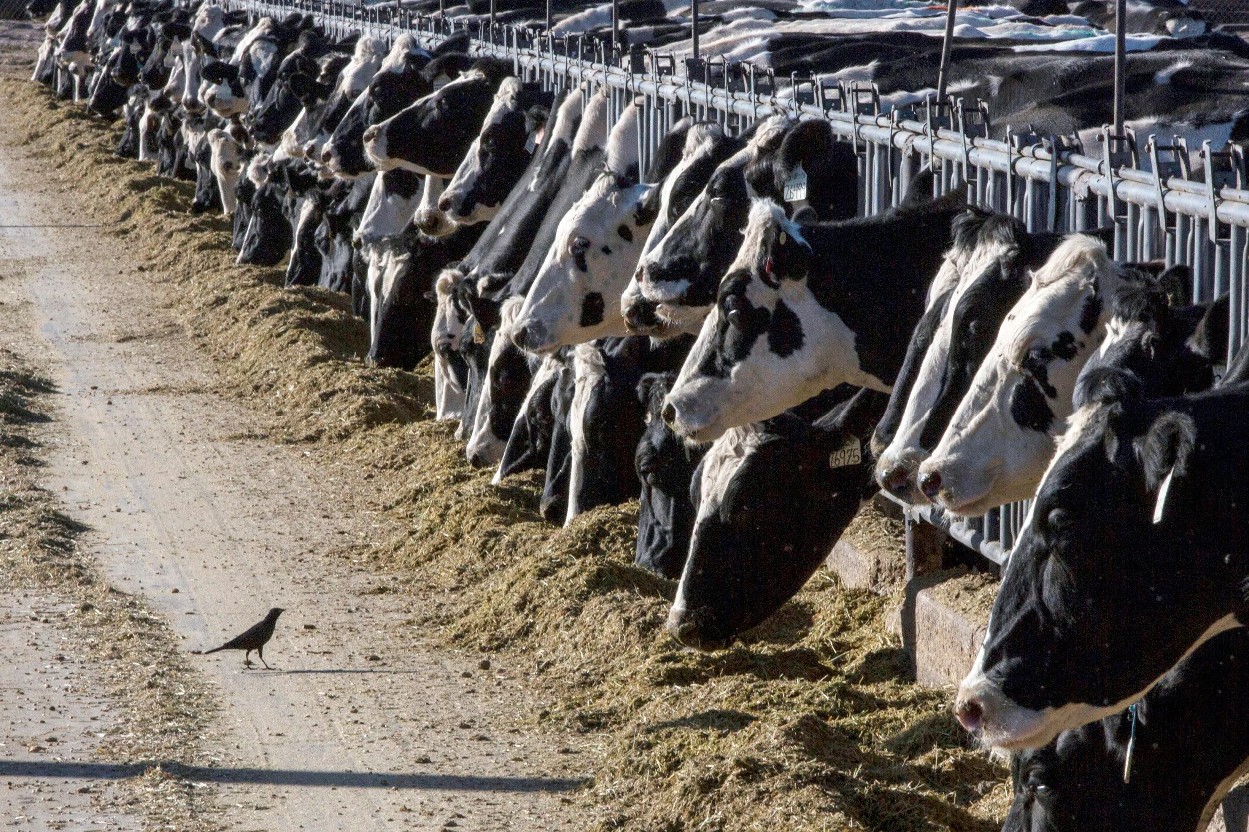 ﻿Virus de gripe aviar es detectada en leche de vacas infectadas de EE. UU.