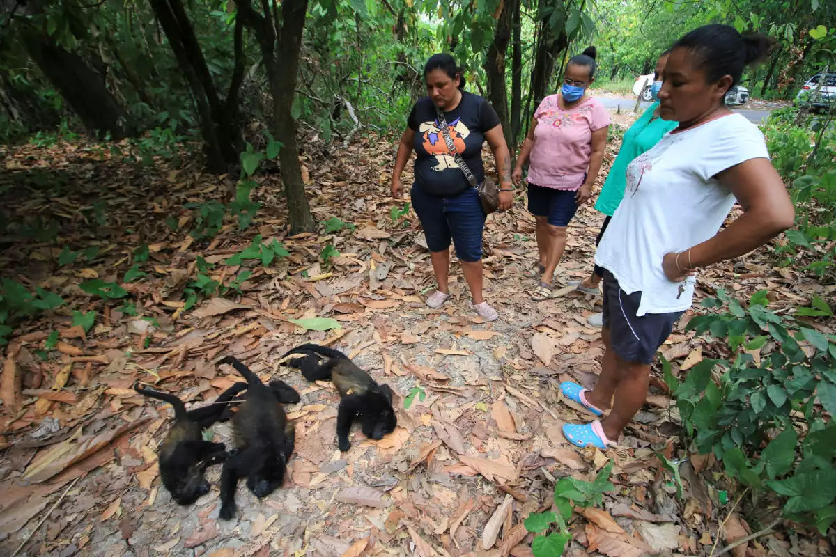 Decenas de monos aulladores mueren por calor intenso en Tabasco