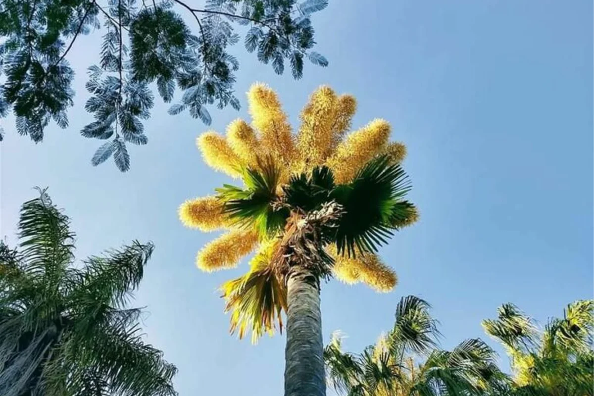 Palma Talipot de Culiacán florece por primera vez en México