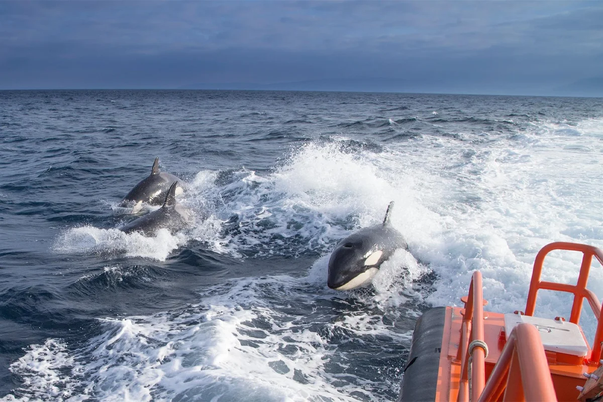 Regresan las Orcas tumba yates con ataque en el Estrecho de Gibraltar