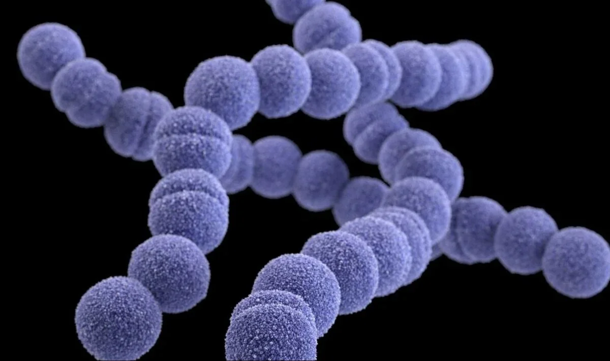Bacteria carnívora pone a Japón en alerta, esto es lo que se sabe