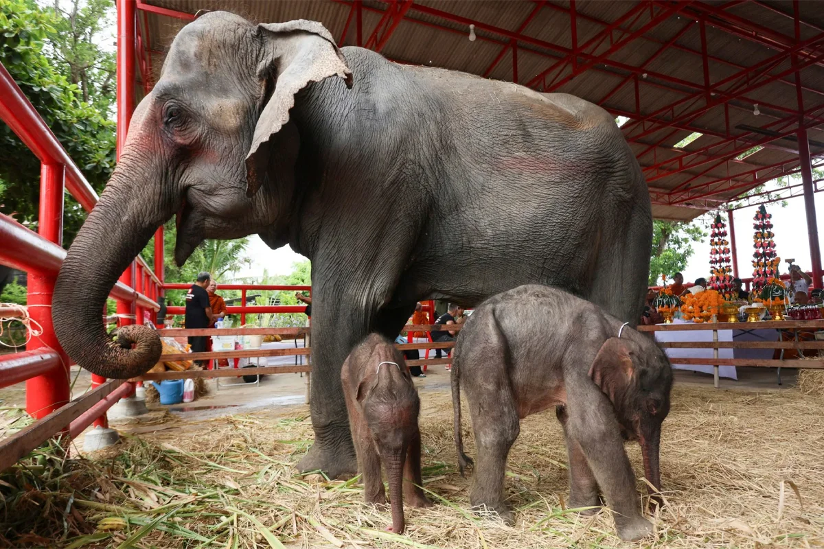 Elephantstay celebra el nacimiento de elefantes gemelos en Tailandia