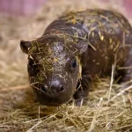 Nace hipopótamo en el Zoológico de Berlín y le puedes poner nombre