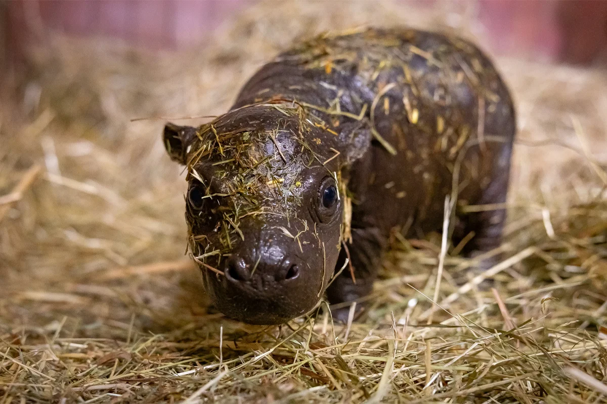 Nace hipopótamo en el Zoológico de Berlín y le puedes poner nombre