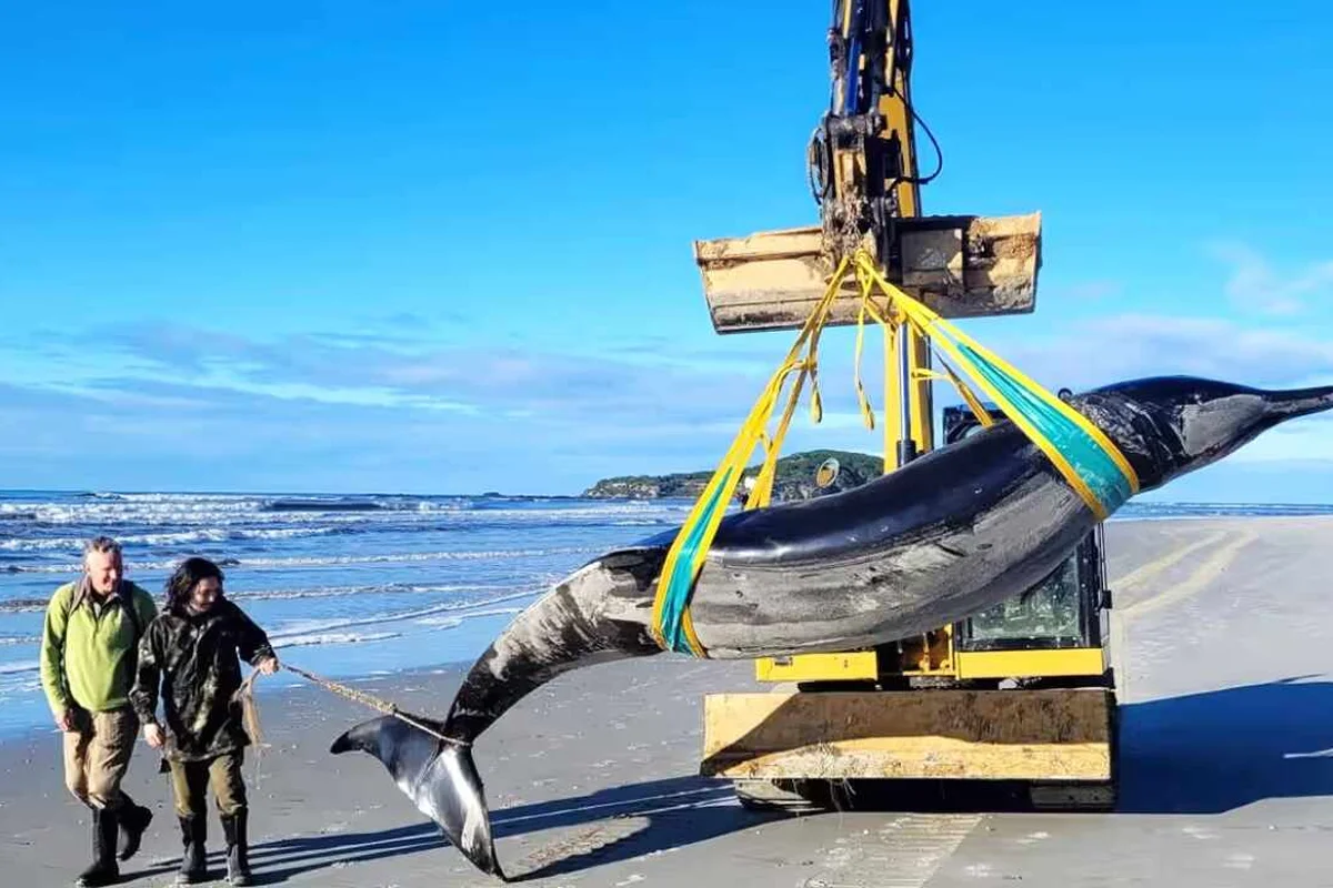 Recuperan cadáver de la ballena más rara del mundo en Nueva Zelanda