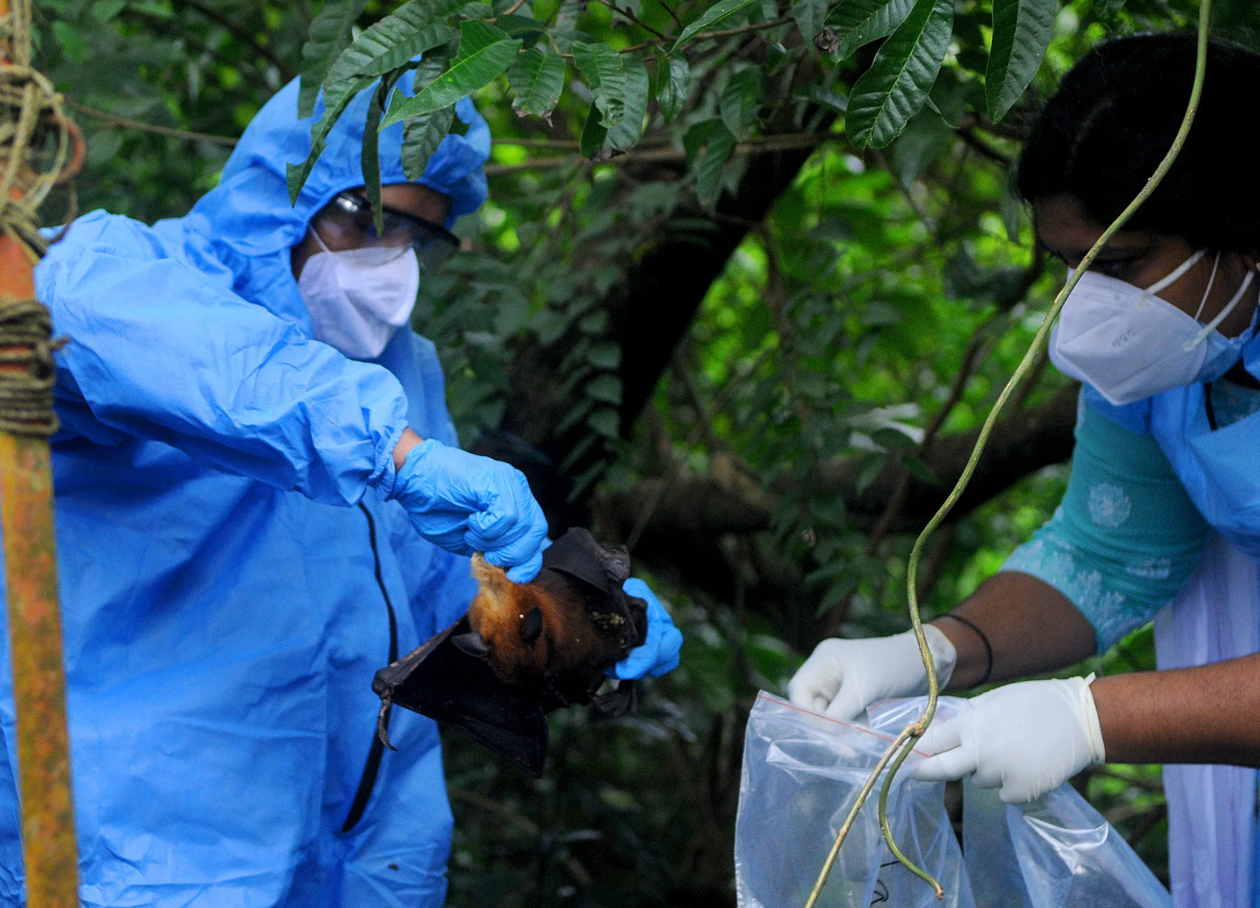 Virus Nipah de India: Qué es y por qué las autoridades advierten sobre su potencial pandémico