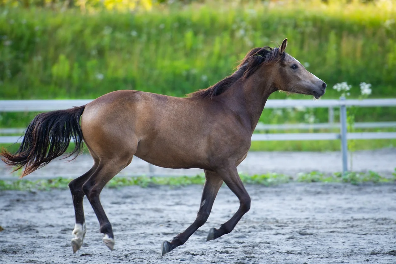 Estudio revela que los caballos pueden pensar de forma estratégica