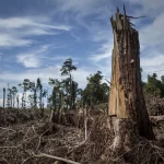 ’El Niño’ habría provocado la mayor extinción en la historia hace millones de años