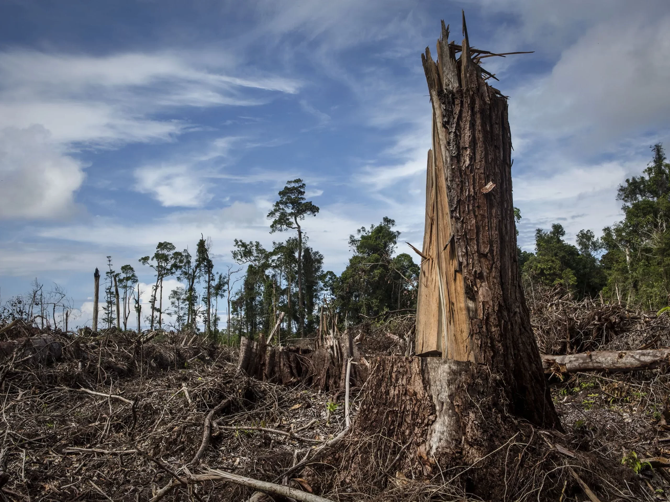 ’El Niño’ habría provocado la mayor extinción en la historia hace millones de años