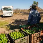 Limoneros en Michoacán levantan paro a pesar de inseguridad