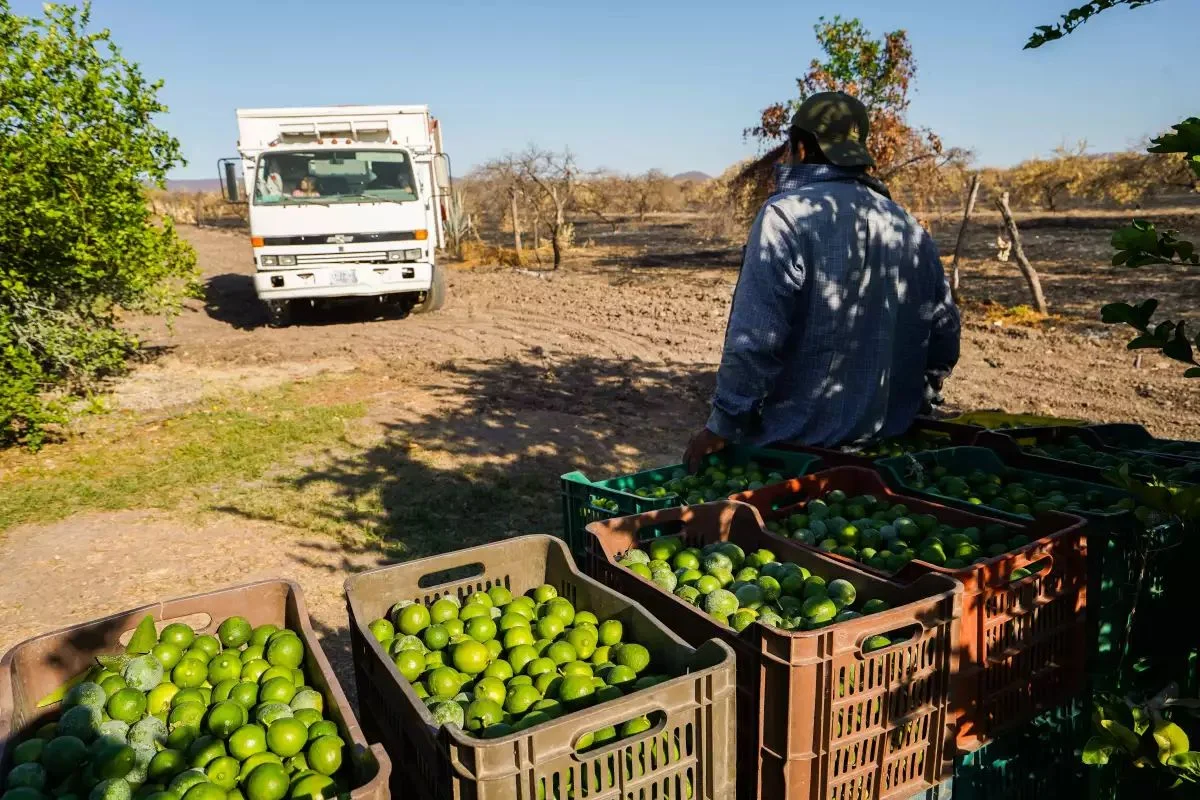 Limoneros en Michoacán