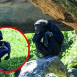 La Chimpancé Natalia se despide conmovedoramente de su cría